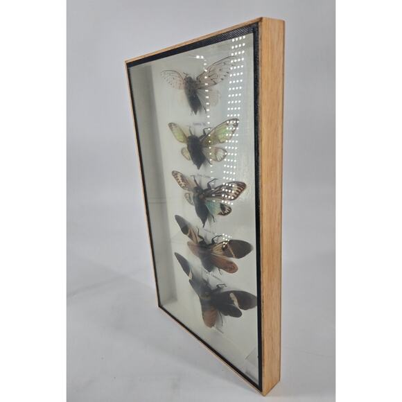 Real Cicada Insect Taxidermy Entomology In Display Wooden Shadowbox 5 Specimen - Picture 2 of 13